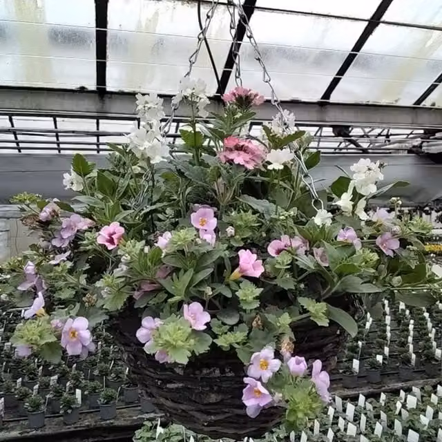 Plants by Post Pink Mixed Bedding Plants in a Medium Metal Hanging Basket