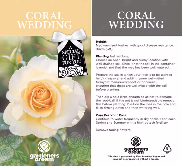 Gardeners Dream Coral 35th Wedding Anniversary Rose Bush, Orange and White