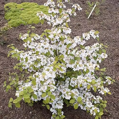 Thompson and Morgan Viburnum Plicatum Kilimanjaro Japanese Snowball Plant with White Blooms, 3 Litre Pot – 3