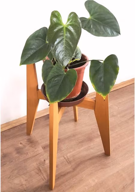 Decorotika Pollny Minimalist Lacquered Beech Wood Tabletop Pot Stand in White or Brown
