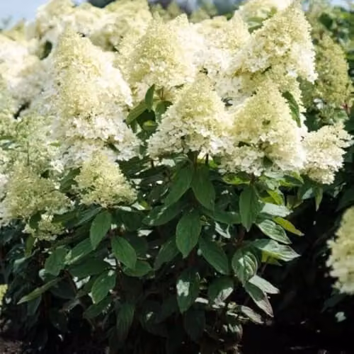 Thompson & Morgan Hydrangea paniculata Magical Summer Ornamental Shrub, White Flowers, 3 Litre Pot
