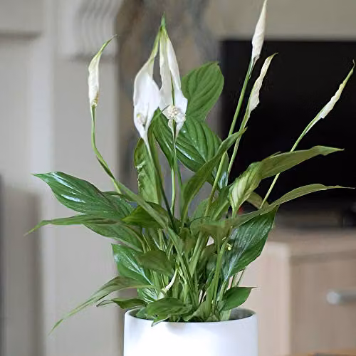 Thompson and Morgan Spathiphyllum Peace Lily Flowering Indoor Perennial House Plant, 1 x 9cm Pot – 1