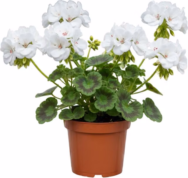 Plants by Post Trailing Geranium Blanche Roche White Hanging Basket Bedding Plant