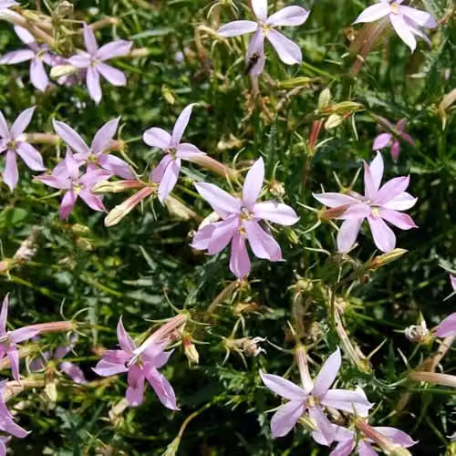 Thompson & Morgan Laurentia Grande Pink Flower Seeds, 50 Seeds per Packet