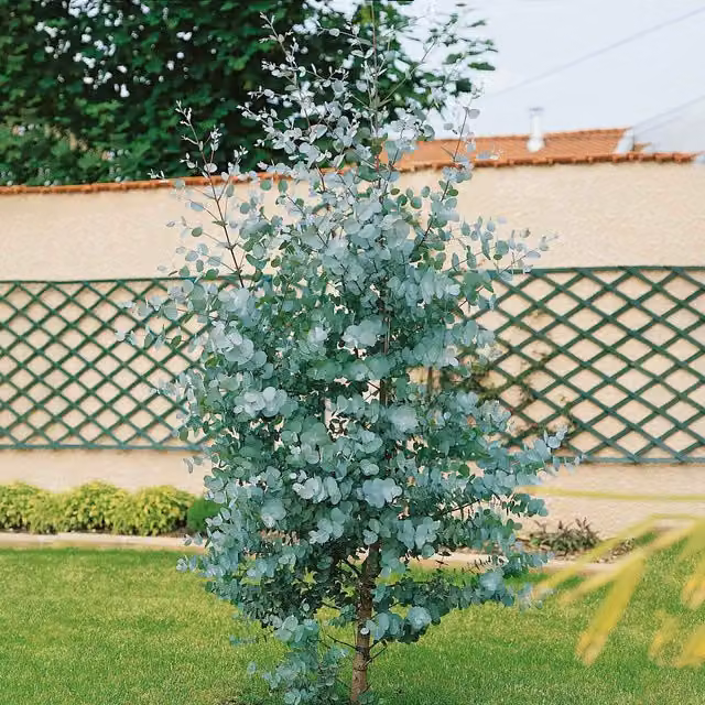 Marshalls Garden Eucalyptus Gunnii Evergreen Ornamental Tree with Silvery Foliage and Flaking Bark, Blue