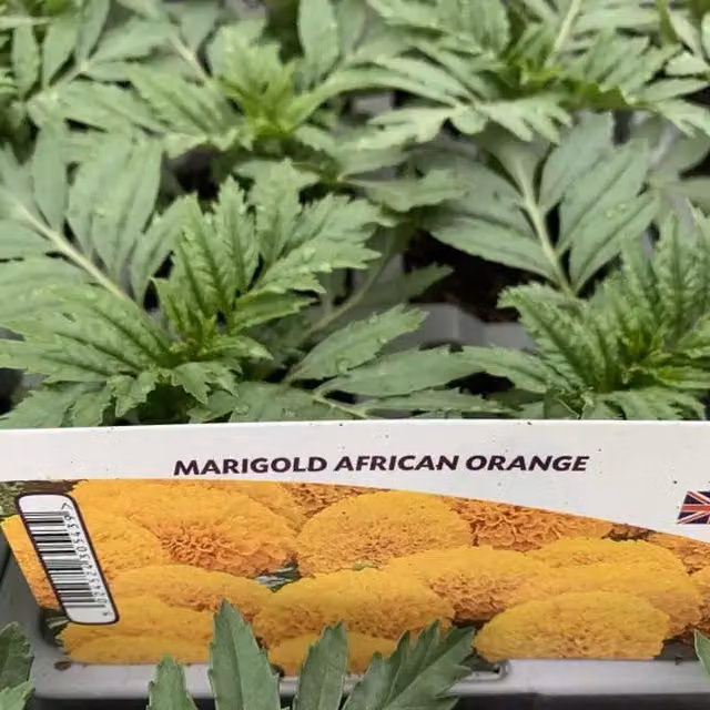 Plants by Post Marigold African Orange Summer Bedding Plants, 12 Plants, Deep Orange