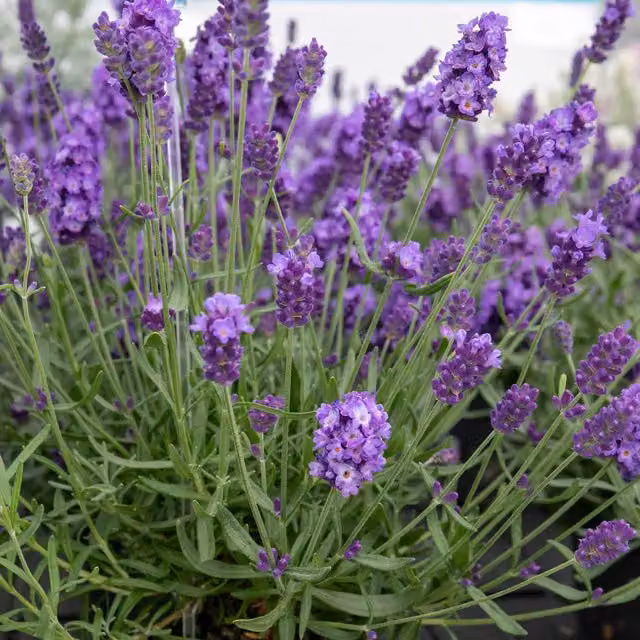 Marshalls Lavender Hidcote Blue Fragrant Perennial Plant, Purple/Blue, Height: 60 cm