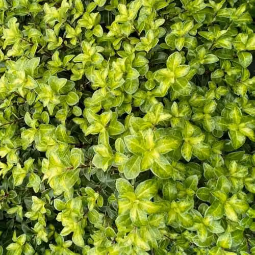 Thompson & Morgan Pittosporum tenuifolium Golden Ball Compact Evergreen Shrub with Yellow Foliage, 9cm Pot