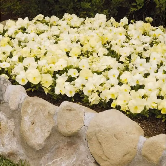 Plants by Post Mixed Pansy and Primrose Garden Ready Bedding Plants, 12 Pack (Yellow and White)