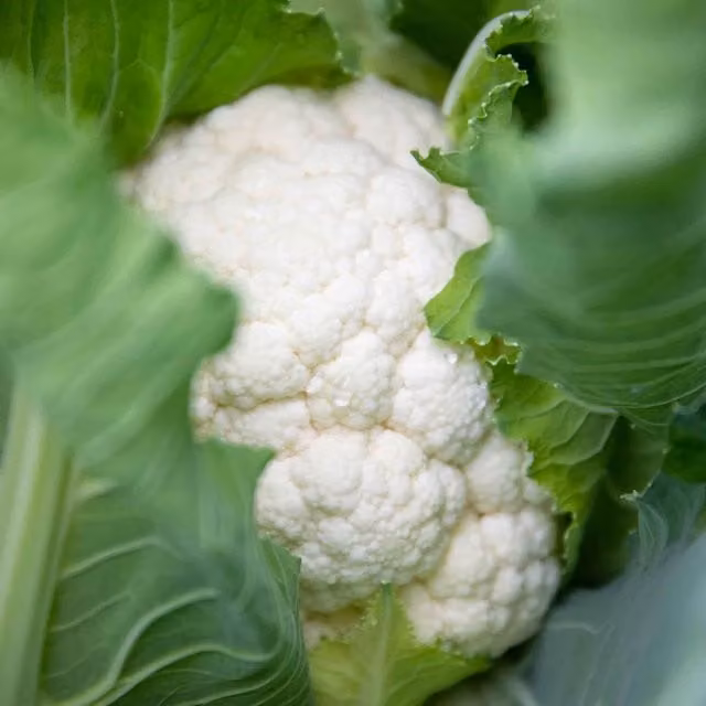 Marshalls Garden All Year Round Cauliflower Vegetable Seeds, 240 Seeds, Green and White