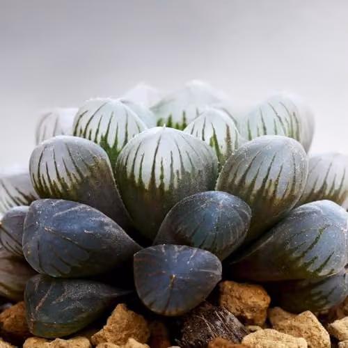 Thompson and Morgan Haworthia Cooperi Succulent, 3 x 5.5cm Potted Plants – 4