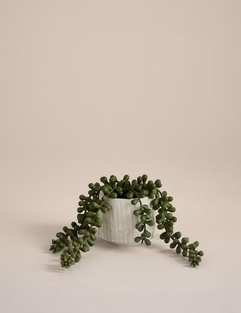 Moss & Sweetpea Artificial Baby String of Pearls in a White Ceramic Pot