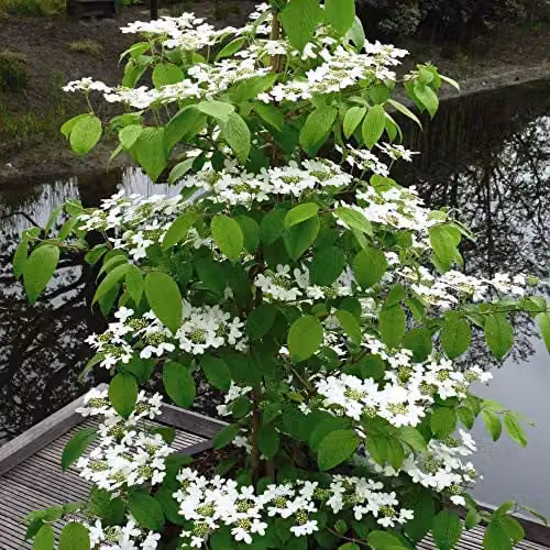 Thompson and Morgan Viburnum Plicatum Kilimanjaro Japanese Snowball Plant with White Blooms, 3 Litre Pot – 1