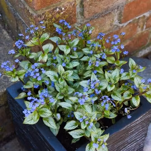 Thompson and Morgan Brunnera macrophylla Jack Frost Hardy Perennial with Silver-White Foliage and Blue Spring Flowers, 2 x 9cm Pots – 1