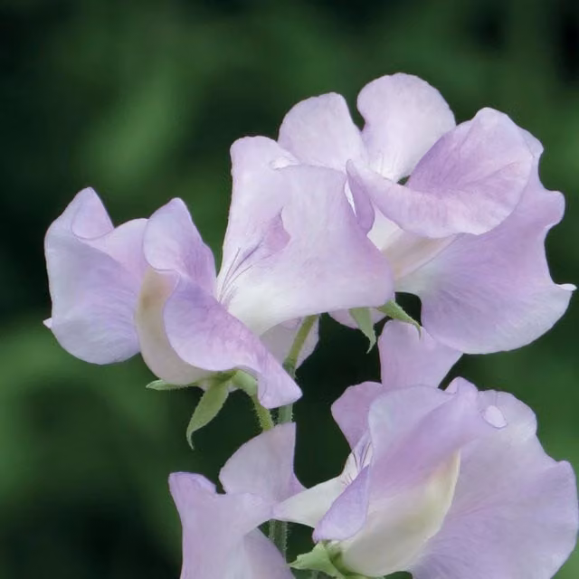 Unwins Sweet Pea Cyril Plater Spencer-type Flower Seeds, Purple and White, 21 Seeds
