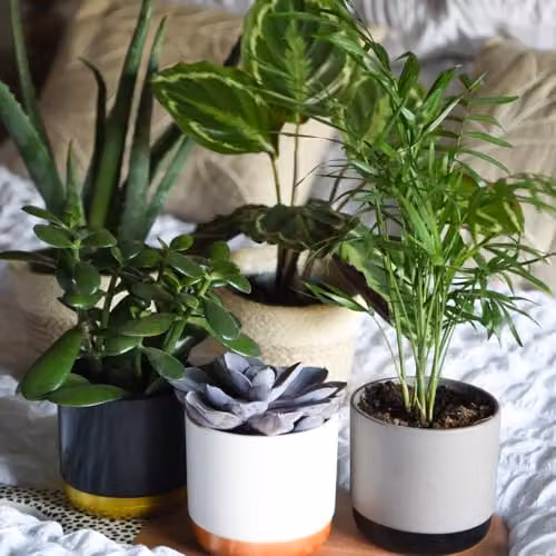 Thompson and Morgan Bedroom Bundle Collection of 5 Hardy Perennial Indoor Houseplants in 12cm Pots – 2