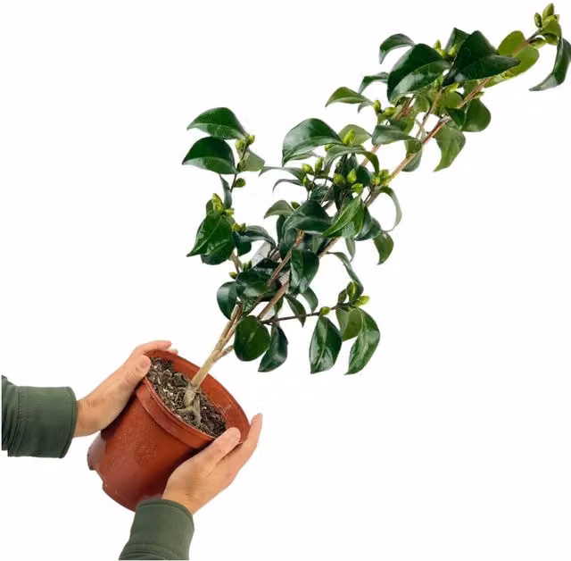 Plants By Post Camellia Japonica Red Ornamental Evergreen Tree in 3L Pot