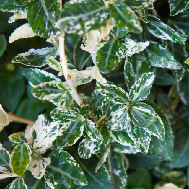 Plants By Post Euonymus Harlequin Variegated Evergreen Ornamental Garden Shrub in Green, White and Pink