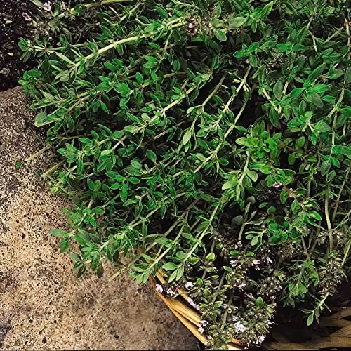 Thompson & Morgan Old English Thyme Hardy Perennial Herb Seeds, 1 Packet
