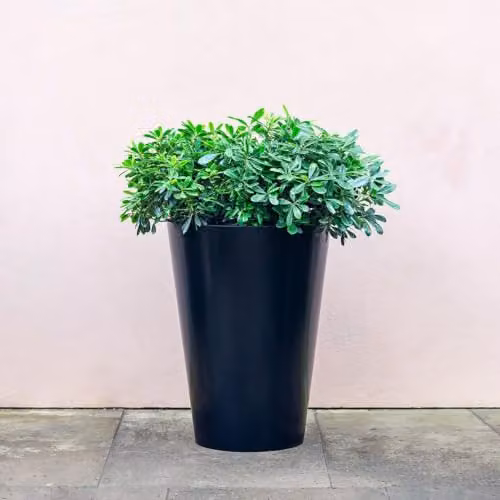 Primrose Black Galvanised Steel Cone Flared Garden Planter with Drainage, Height: 70 cm, Width: 52 cm – 2