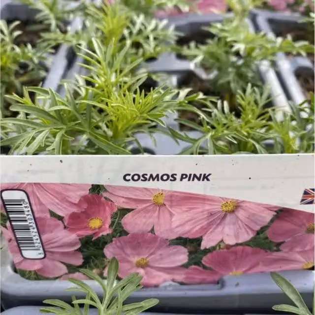 Plants by Post Soft Pink Cosmos Garden Ready Annuals, 12 Plants