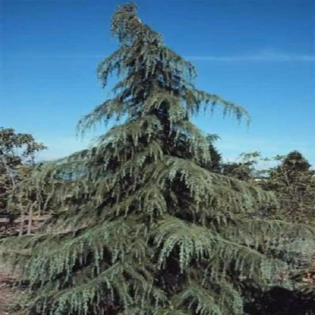 Direct Plants Cedrus Deodara Evergreen Cedar Conifer Tree, Green and Blue, 3L Pot