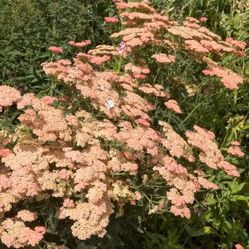 Thompson & Morgan Achillea Summer Fruits Salmon Yarrow, Pink Hardy Perennial Potted Plant, 3 Litre