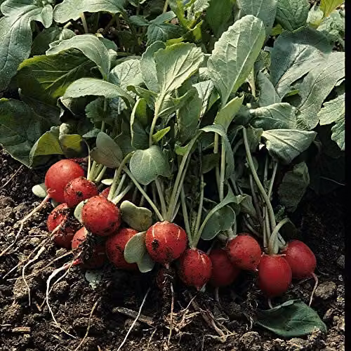Thompson and Morgan Scarlet Globe Radish Seeds, 750 Seeds