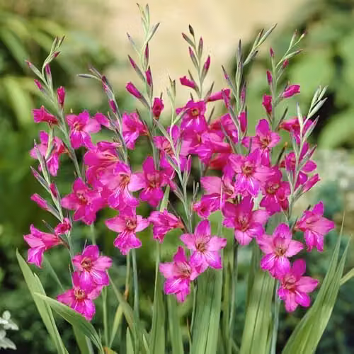 YouGarden Gladiolus byzantinus Spring Flowering Bulbs, Set of 35 Pink and Purple Bulbs