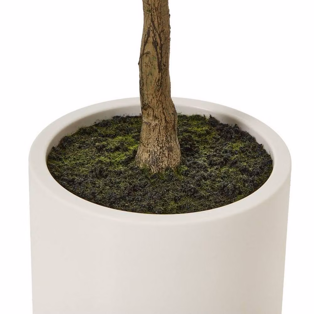 Lemon Pavilion Apulia Mediterranean Olive Tree in Pot, Green, Brown and White, Height: 150 cm – 4
