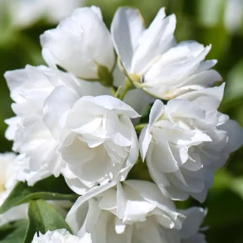 Thompson & Morgan Philadelphus Virginal Ornamental Shrub, White Double Flowers, 1 Litre Pot