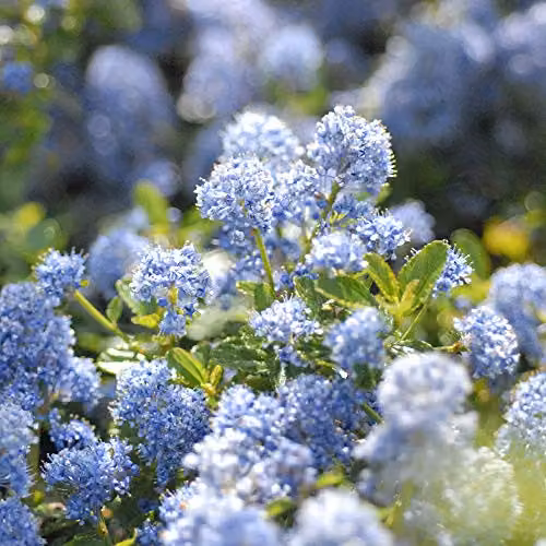 Thompson and Morgan Ceanothus repens Californian Lilac Evergreen Hardy Shrub with Powder Blue Flowers, 3 x 9cm Pots – 2