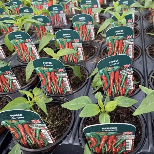 Plants By Post Red Cayenne Hot Pepper Plants, Pack of 3, 9cm Pots