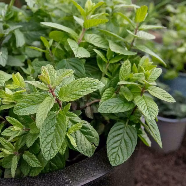 Marshalls Garden Mint Mentha Perennial Herb in a Pot, Green