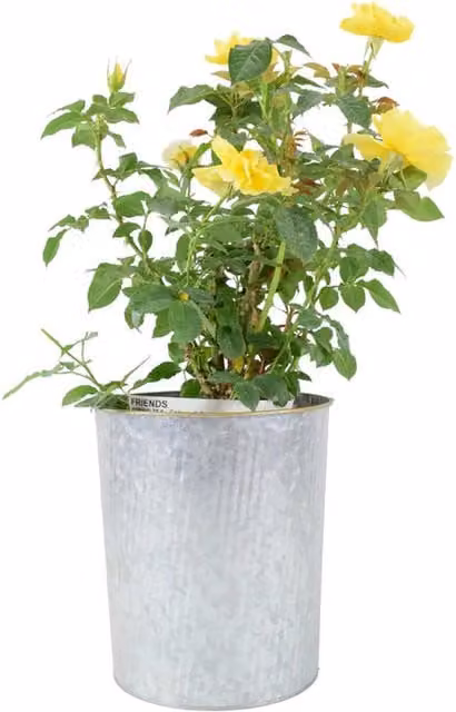 Plants By Post Faithful Friend Rose Bush, Soft Pastel Pink and Yellow Ornamental Shrub in 4L Pot