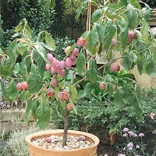 Suttons Victoria Plum Fruit Tree in a 5-Litre Pot – 2