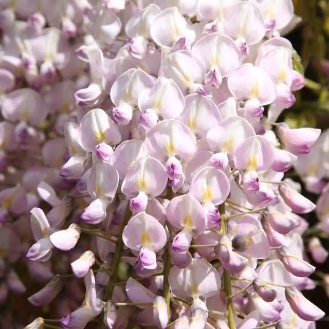 Plant Theory Wisteria Floribunda Kuchi-beni Pink Climbing Plant, Green
