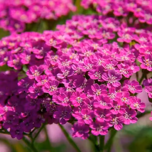 Thompson & Morgan Achillea Lilac Beauty Perennial Potted Plant, 3 Litre