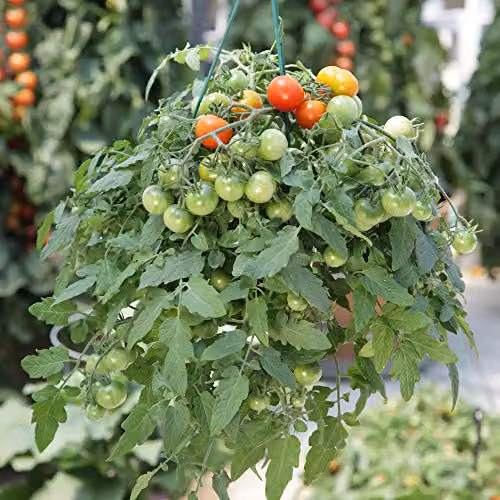 Thompson and Morgan Red Profusion Tomato Seeds, 8 Seeds per Packet – 2
