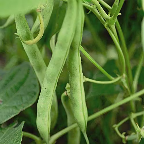 Thompson and Morgan Tendergreen Dwarf Bean Seeds, 80 Seeds