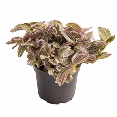 Thompson & Morgan Tradescantia Nanouk Fantasy Venice Indoor Hanging Plant with Tricoloured Foliage and Pink-White Flowers, 2 x 12cm Pots – 2