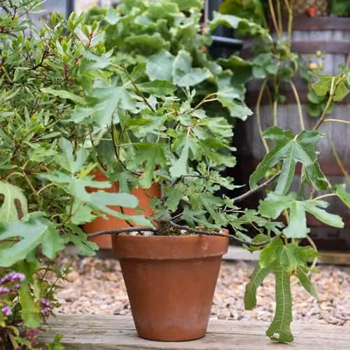 Thompson and Morgan Dwarf Fig Plant Little Miss Figgy Ficus Carica Hardy Fruit Tree, 3 x 9cm Pots
