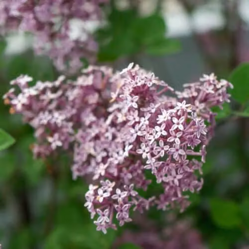 Thompson & Morgan Dwarf Lilac Palibin Fragrant Purple Ornamental Patio Shrub, 2 x 9cm Potted Plants