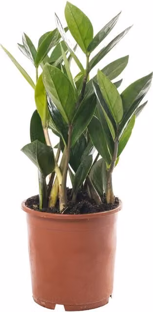 GardenersDream Zamioculcas Zamiifolia Green Exotic Indoor House Plant