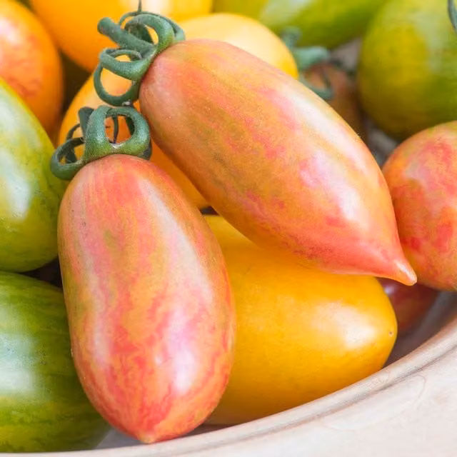 Marshalls Garden Pink Tiger Plum Tomato Seeds, Red and Gold Striped, 10 Seeds