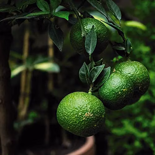 Thompson & Morgan Citrus Fruit Tree Trio with Orange and Lemon Plants in 3 x 9cm Pots – 2