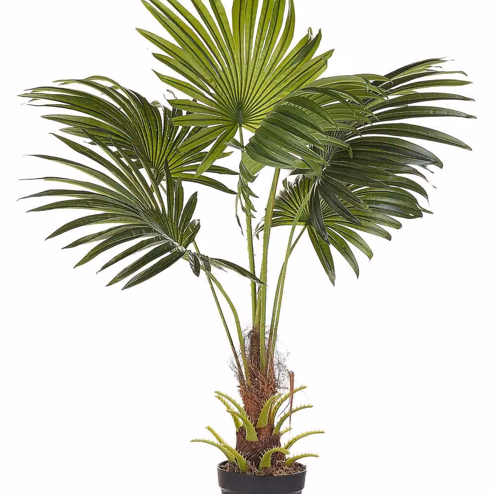 Wyld and Coco Artificial Potted Fan Palm, Height: 100 cm, Green and Black – 2
