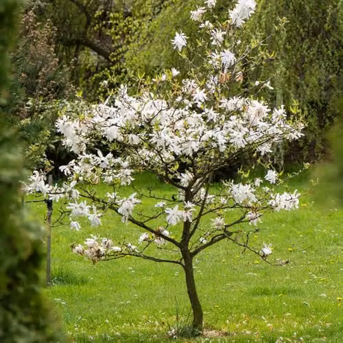 YouGarden White Magnolia Stellata Star Magnolia Standard Ornamental Tree, Height: 70 cm – 1