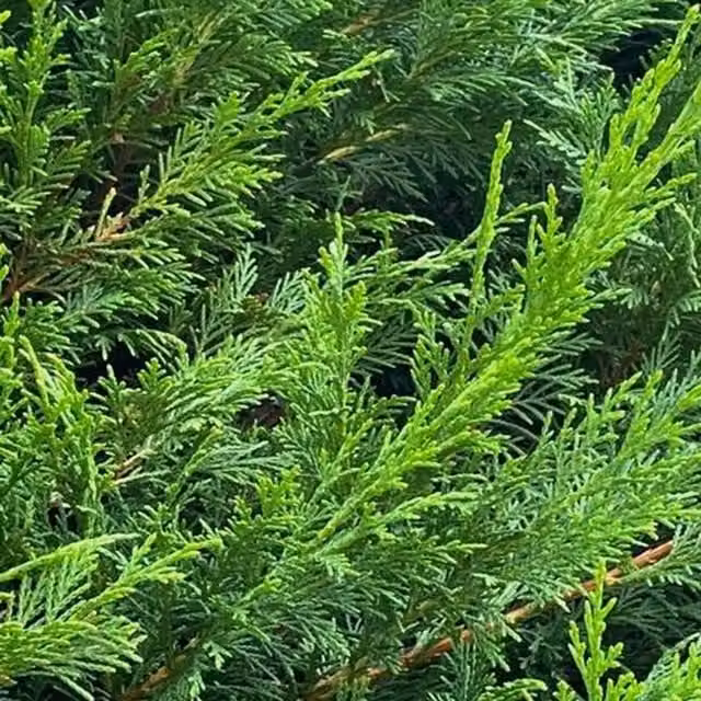 Direct Plants 5x Green Leylandii Cupressocyparis Leylandii Hedge Trees, 4-5ft, in 3L Pots