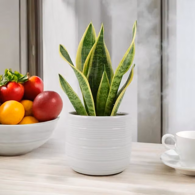 Plants by Post Sansevieria Indoor Snake Plant with Green and Yellow Foliage in 12cm Pot